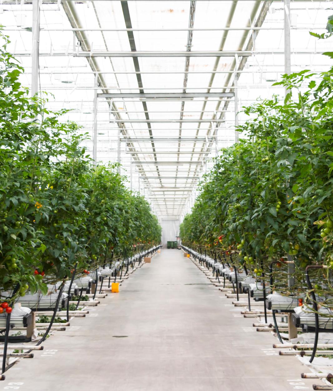 plants growing in industrial greenhouse 