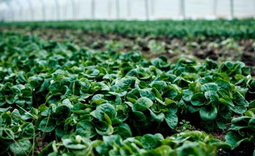 green house agriculture plants sown in rows