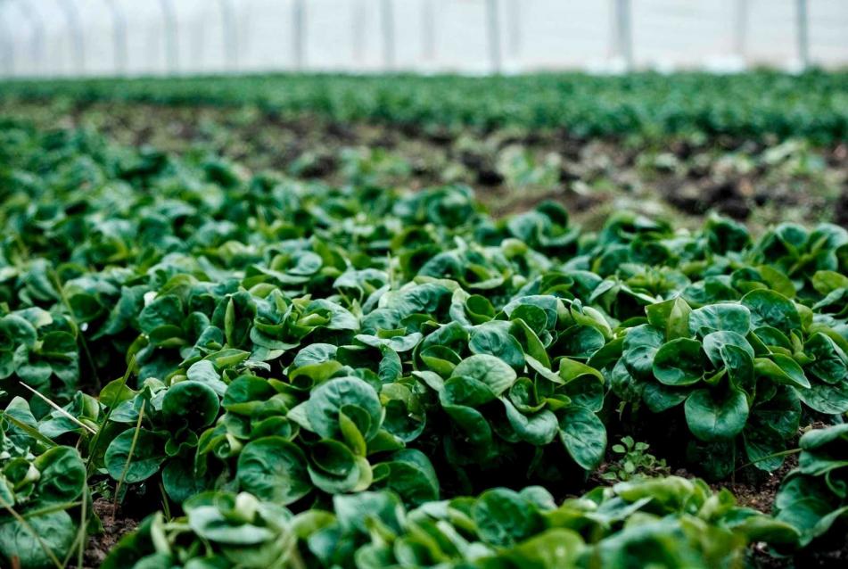 green house agriculture plants sown in rows